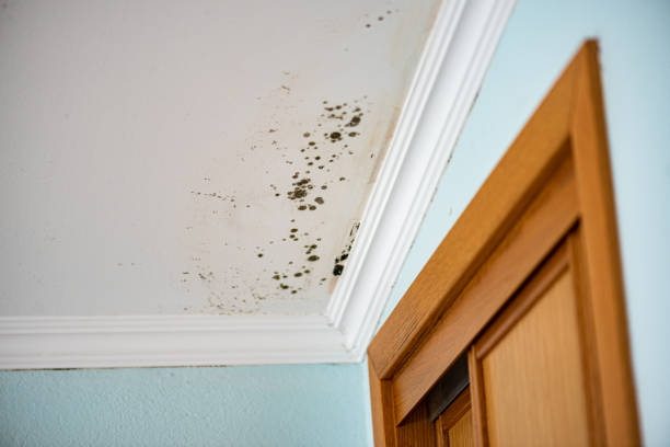 Best Crawl Space Mold Removal  in Three Rivers, OR
